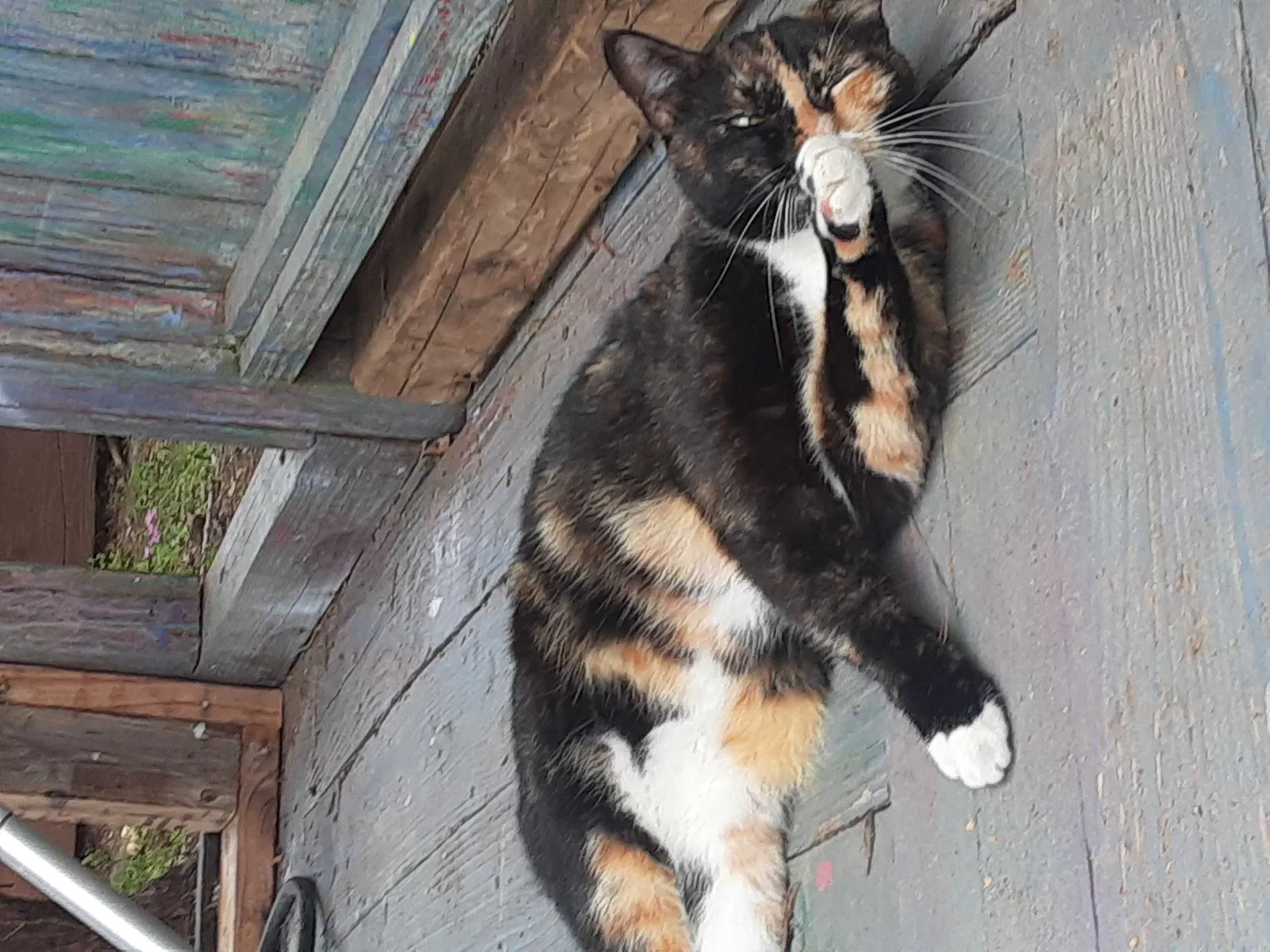 Lost cat in Pasadena, TX, 77503