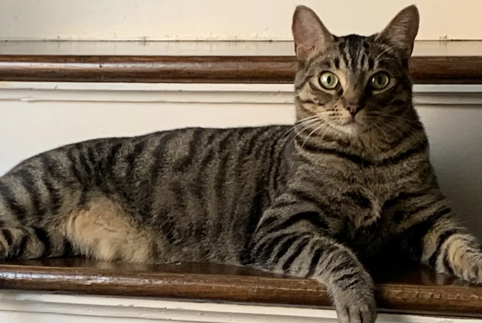 Lost cat in Los Angeles, CA, 90036