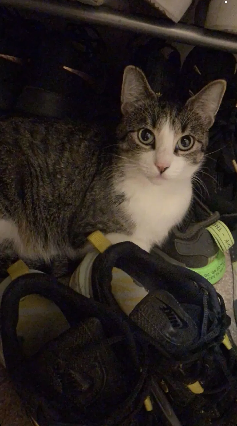 Lost cat in Lake Stevens, WA, 98258