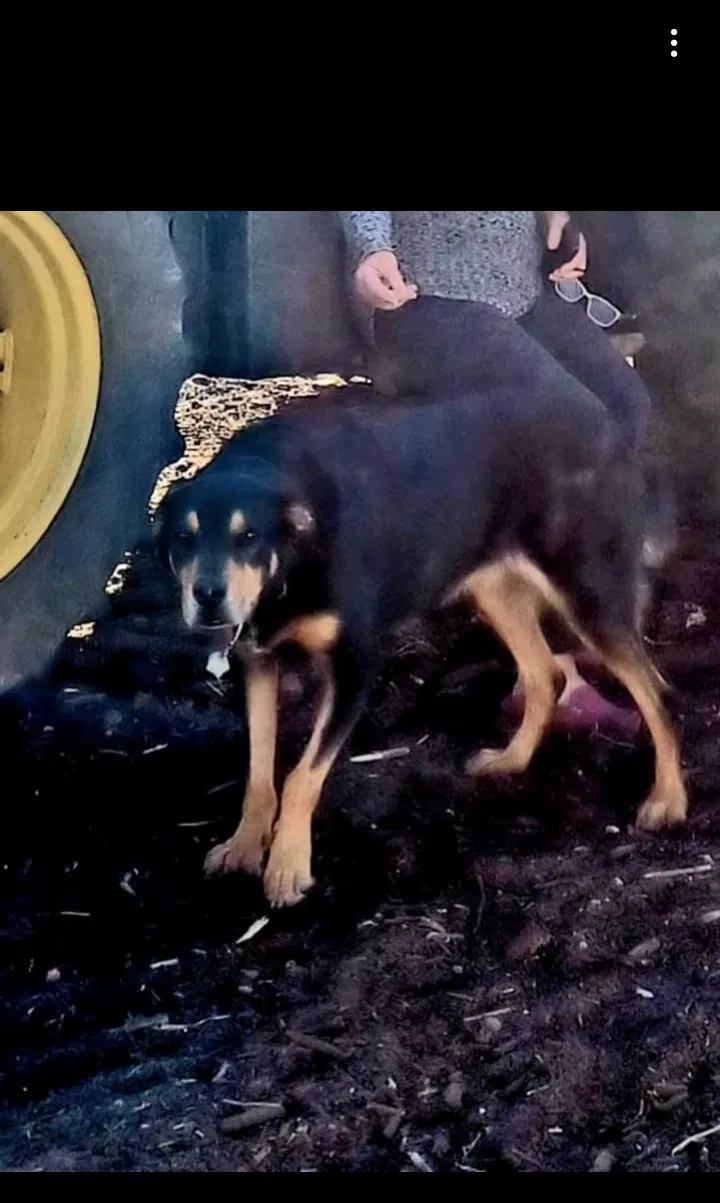 Lost dog in Clint, TX, 79836