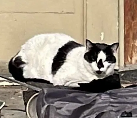 Lost cat in Arabi, LA, 70032