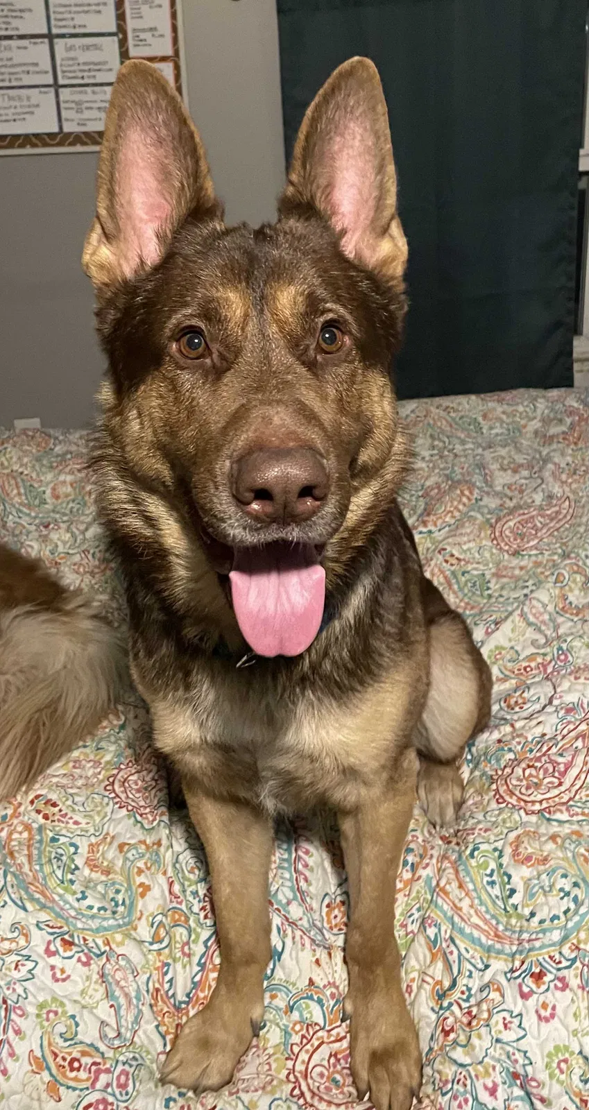 Lost dog in Hobart, IN, 46342