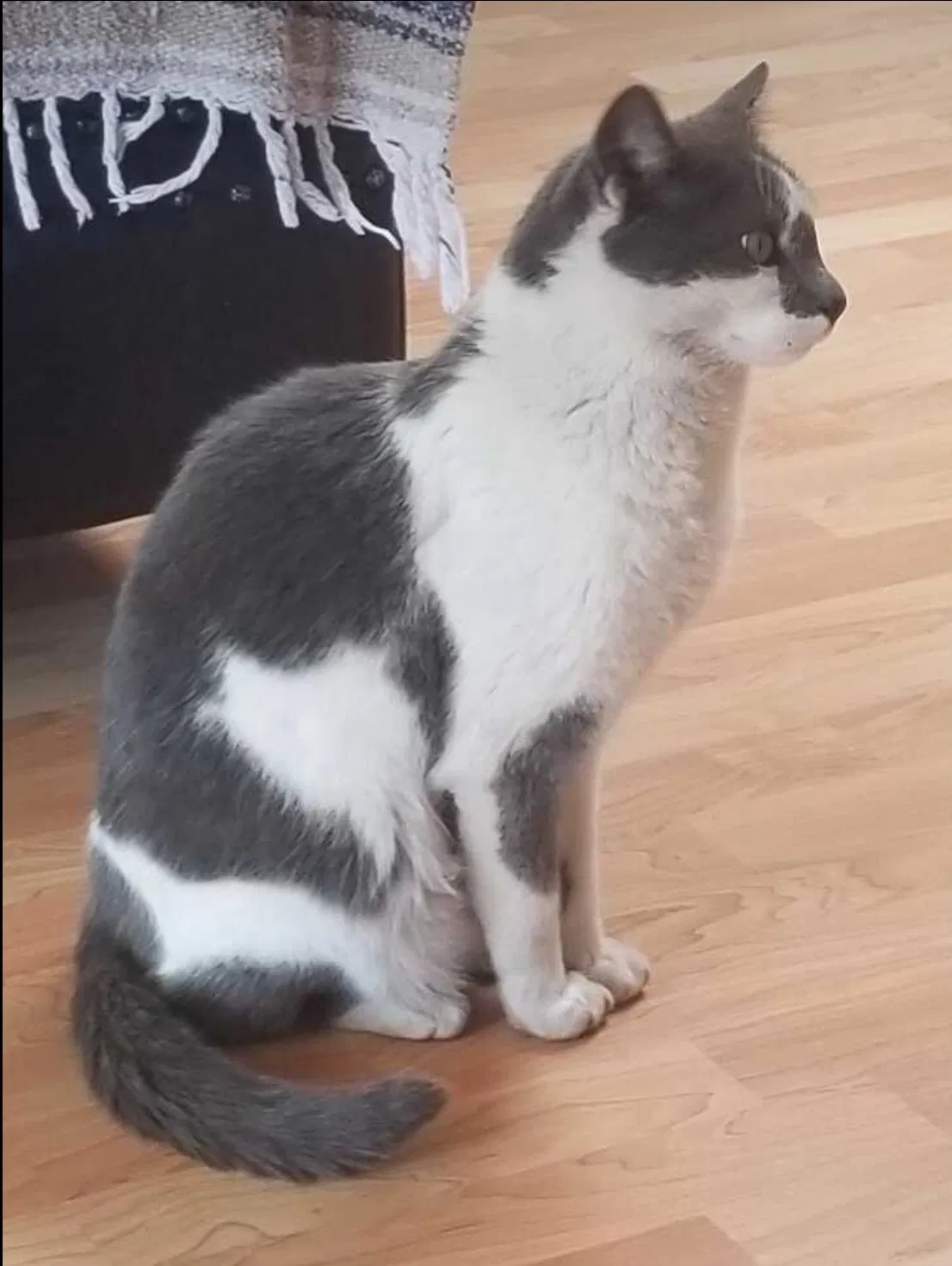 Lost cat in Chula Vista, CA, 91911