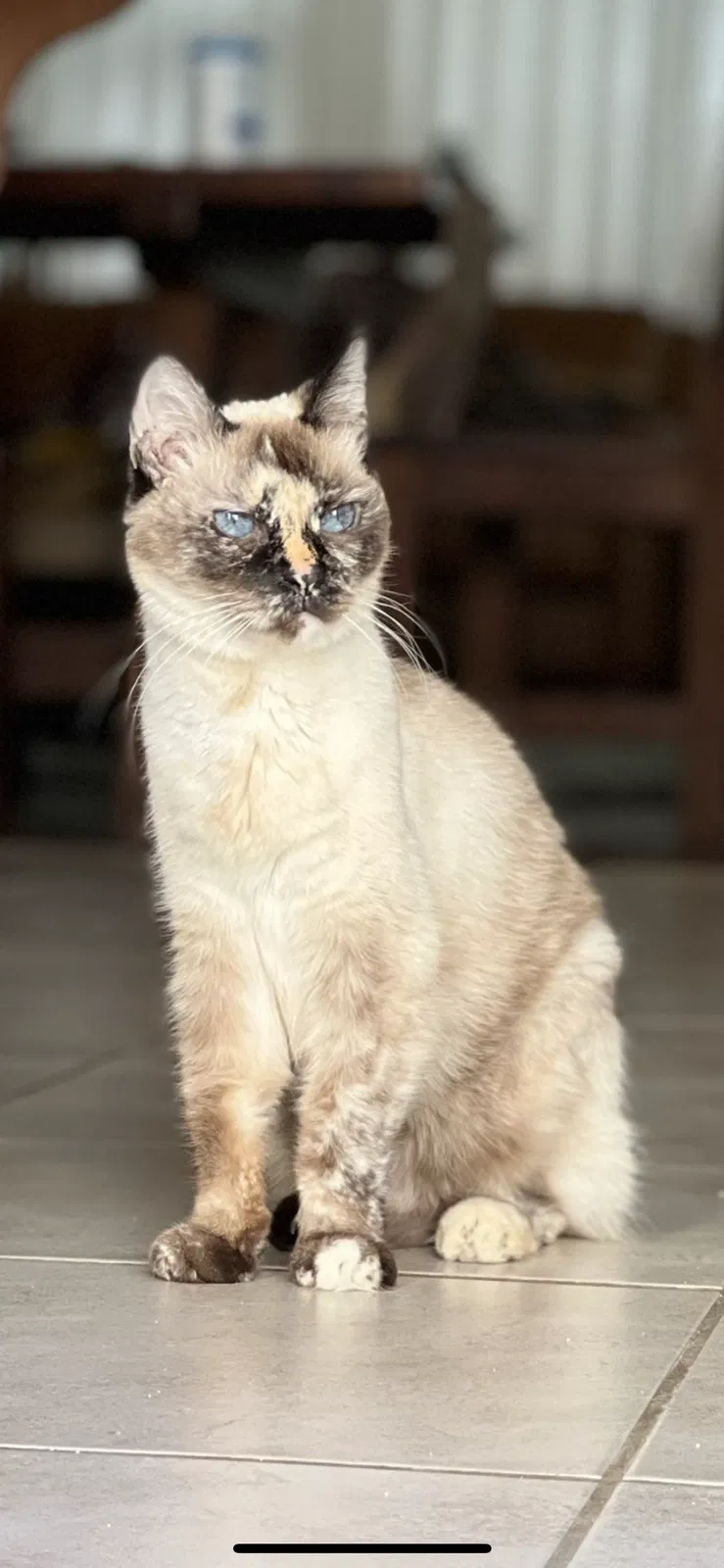 Lost cat in Newark, CA, 94560