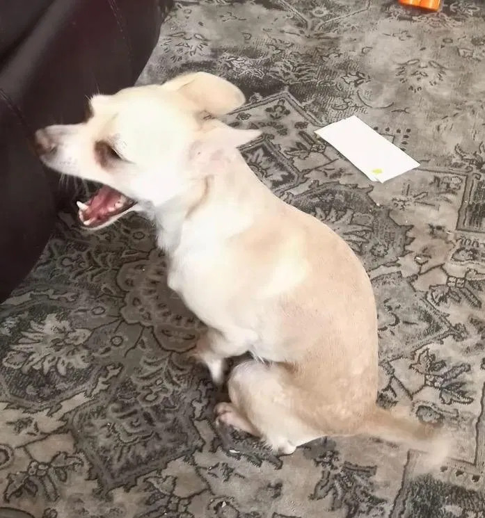 Lost dog in Las Vegas, NV, 89149