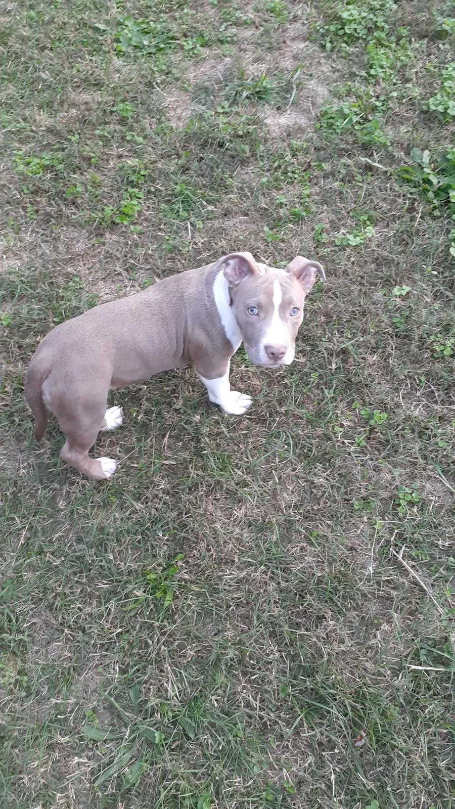Lost dog in Henrico, VA, 23075