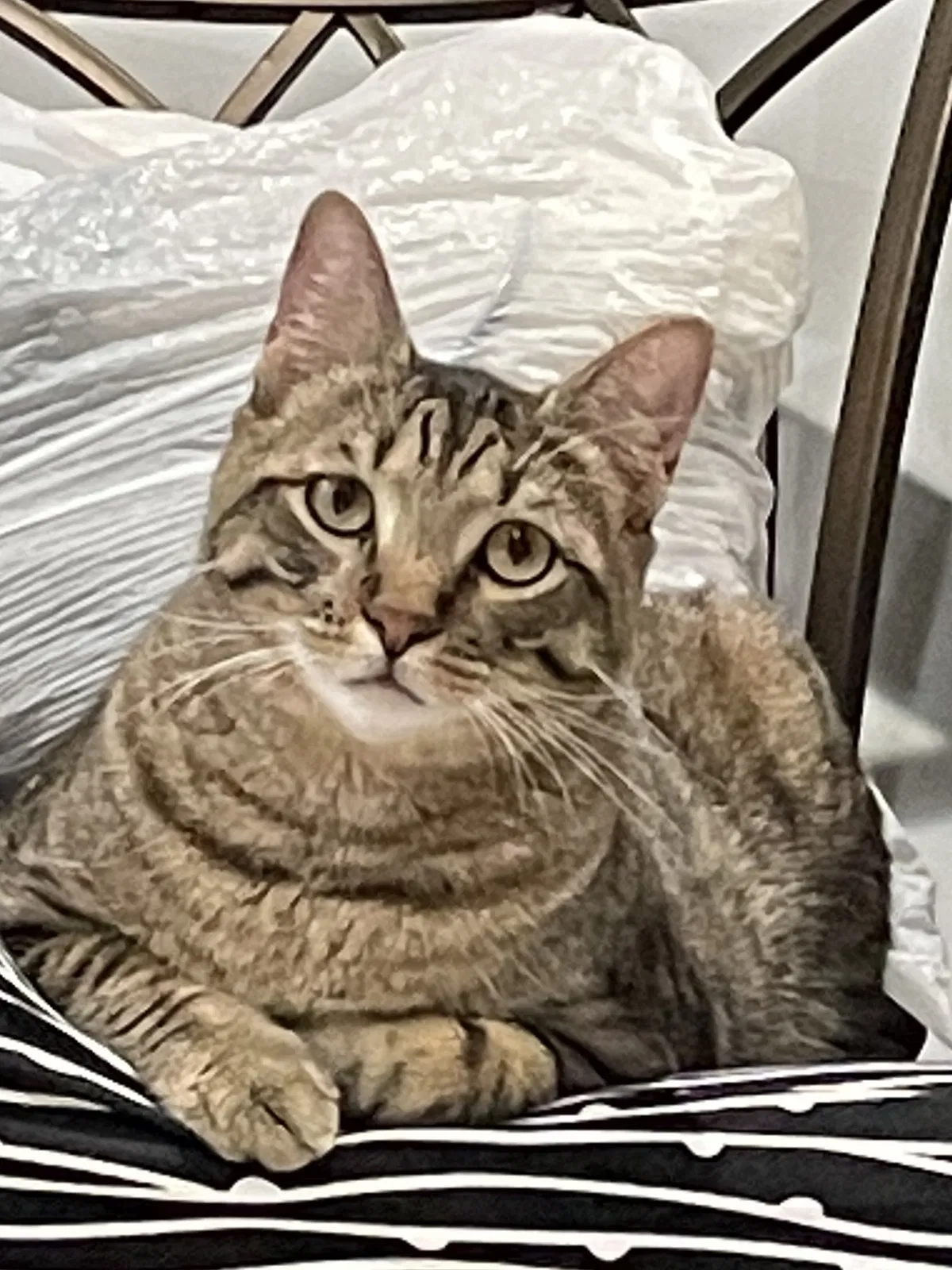 Lost cat in New Orleans, LA, 70131