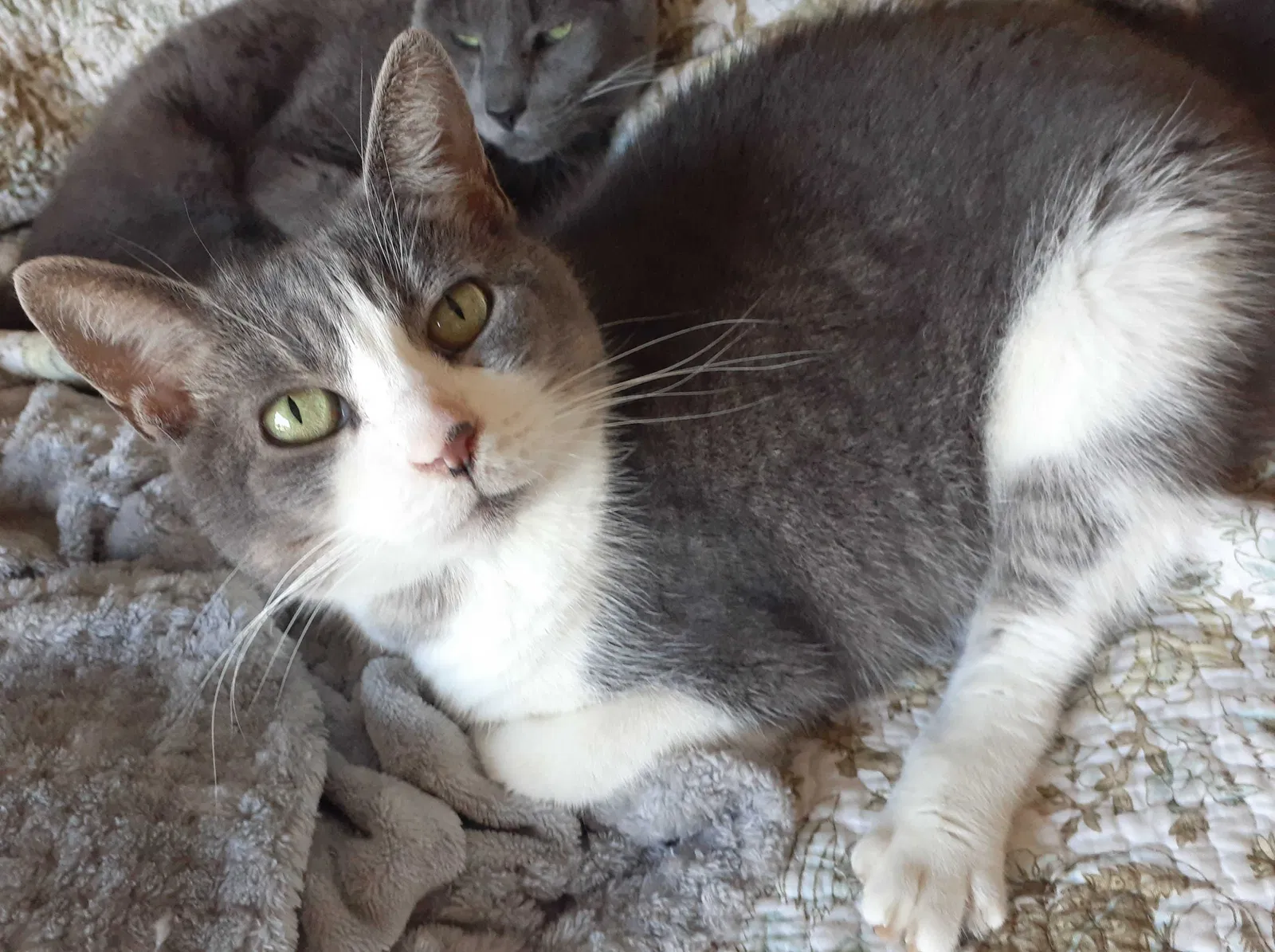 Lost cat in Gainesville, FL, 32608