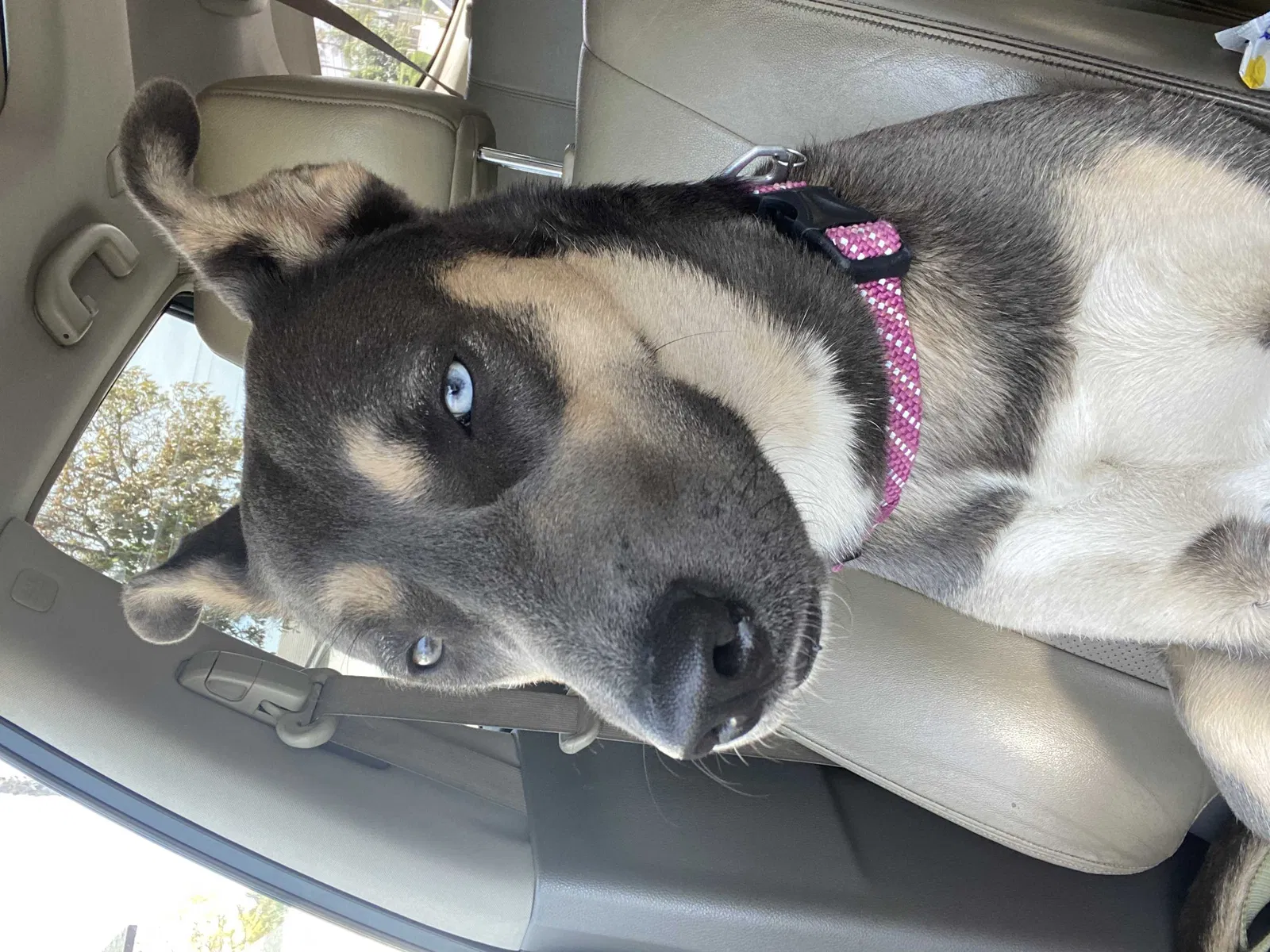 Lost dog in Santa Ana, CA, 92704