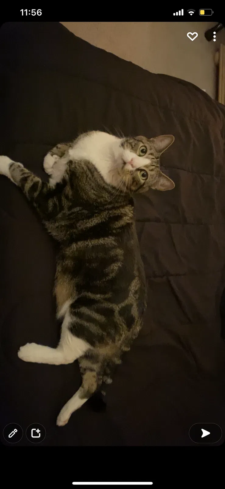 Lost cat in Magnolia, TX, 77354
