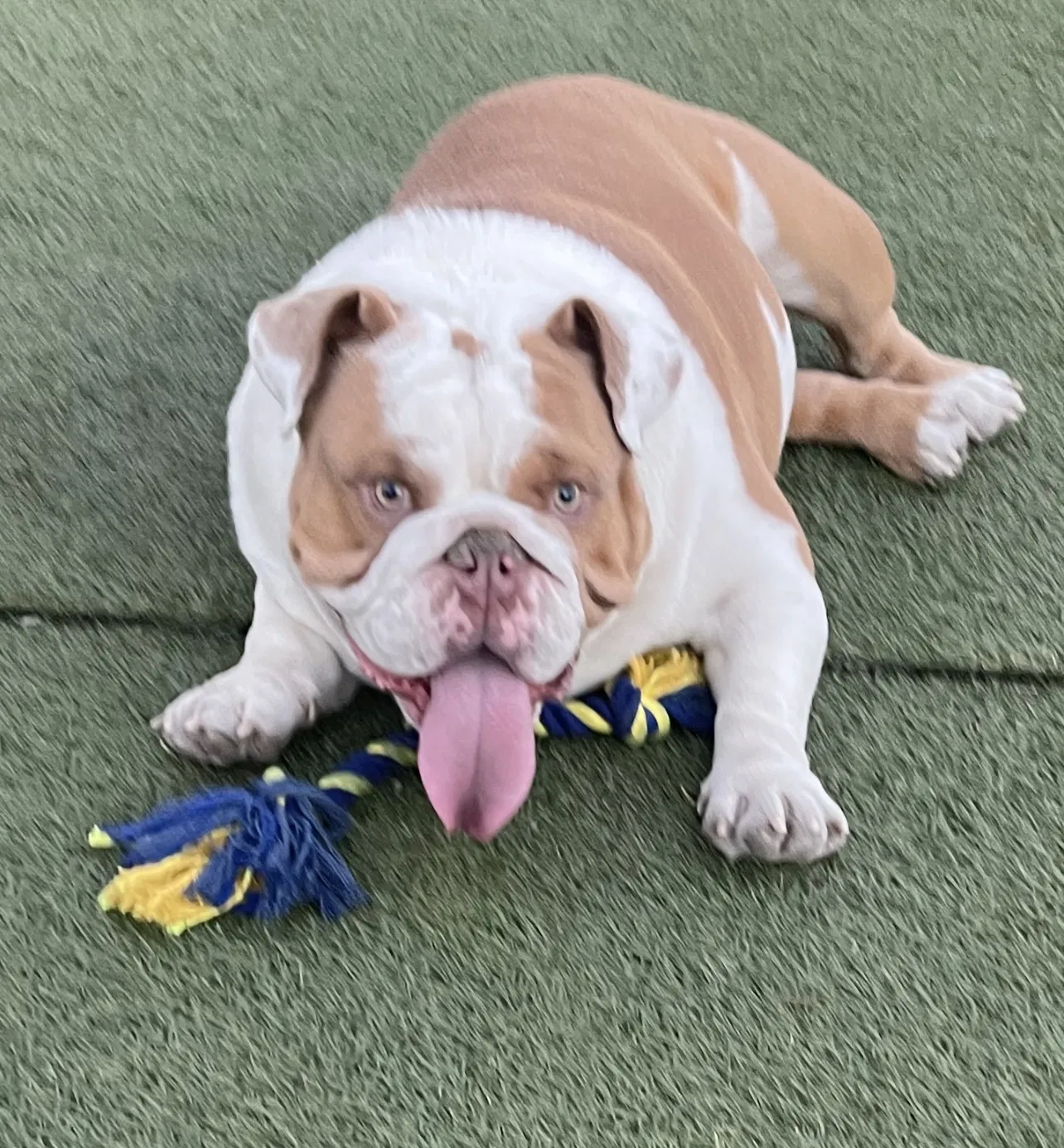 Lost dog in Pomona, CA, 91768