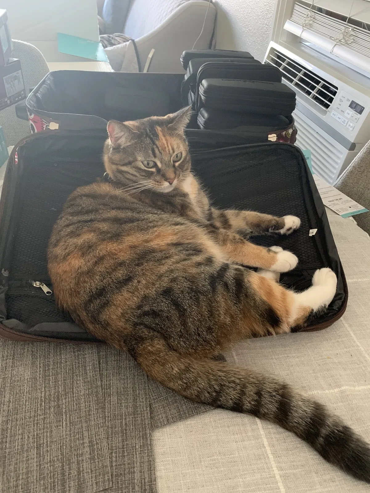 Lost cat in Fullerton, CA, 92832