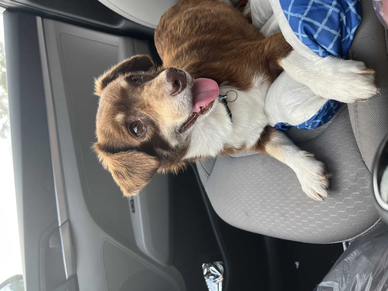 Lost dog in Tallahassee, FL, 32311