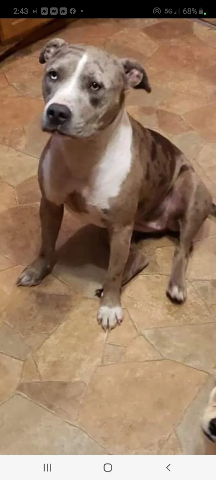 Lost dog in Jacksonville, FL, 32219