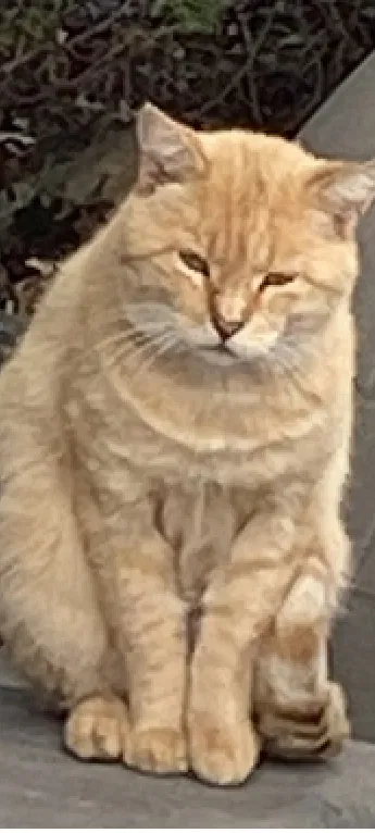 Lost cat in Sayville, NY, 11782