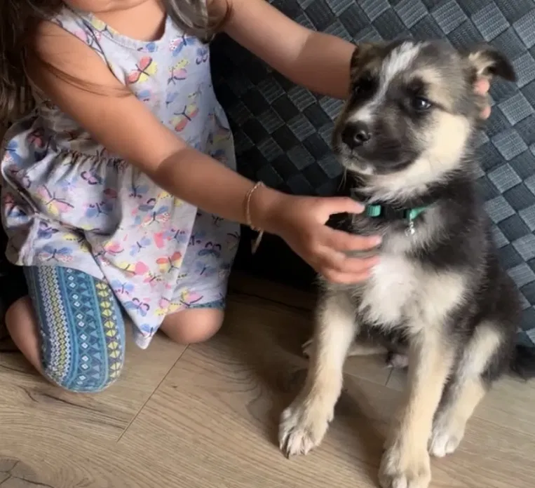Lost dog in Hemet, CA, 92543
