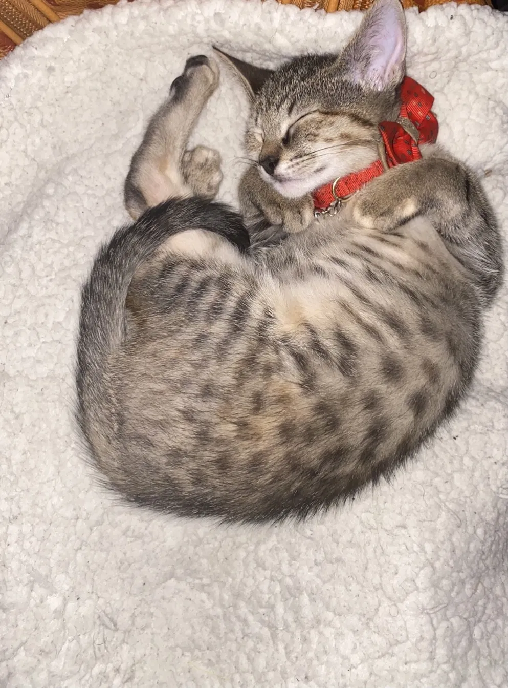 Lost cat in Portage, MI, 49002
