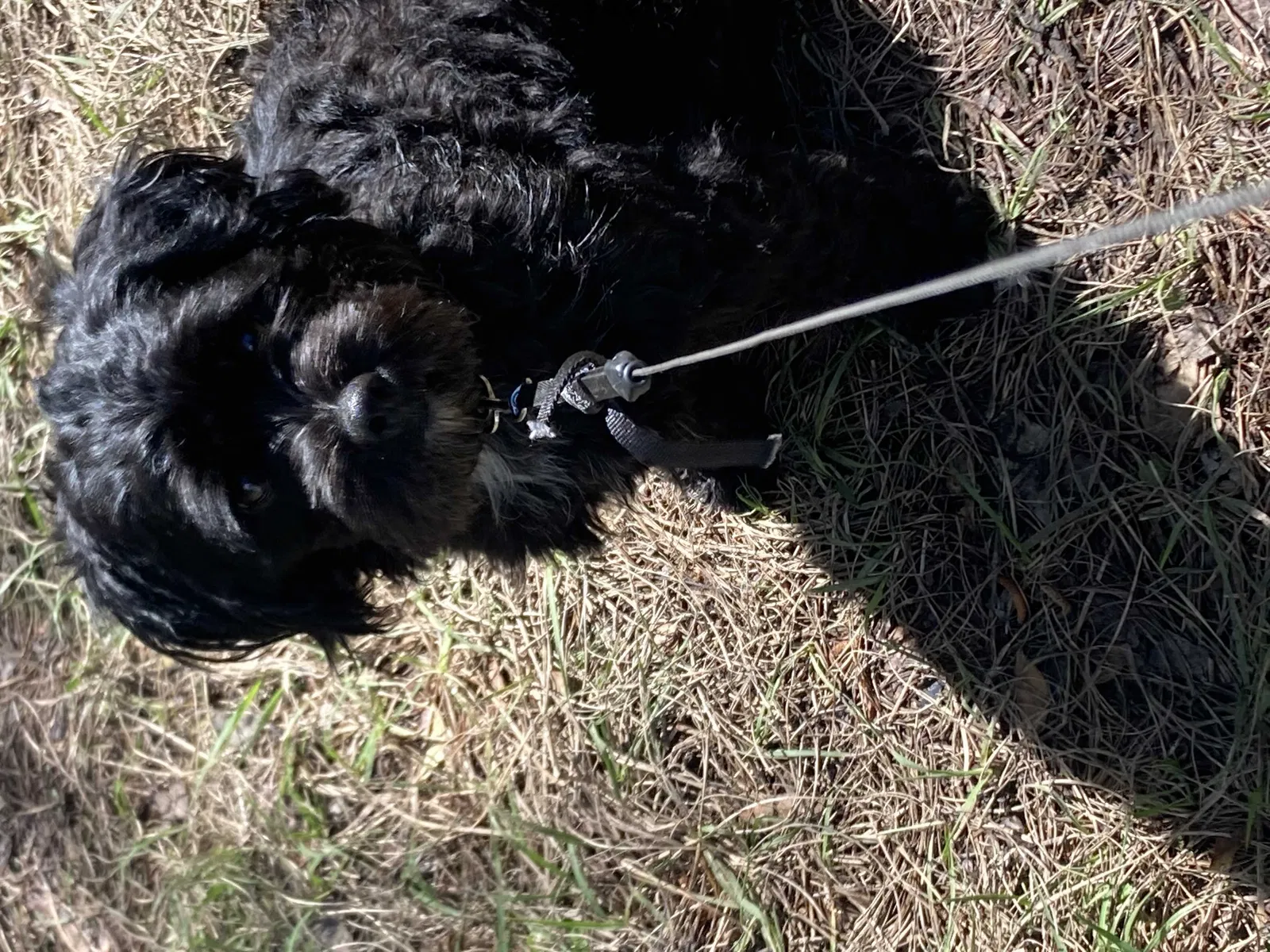 Lost dog in Jacksonville, FL, 32216
