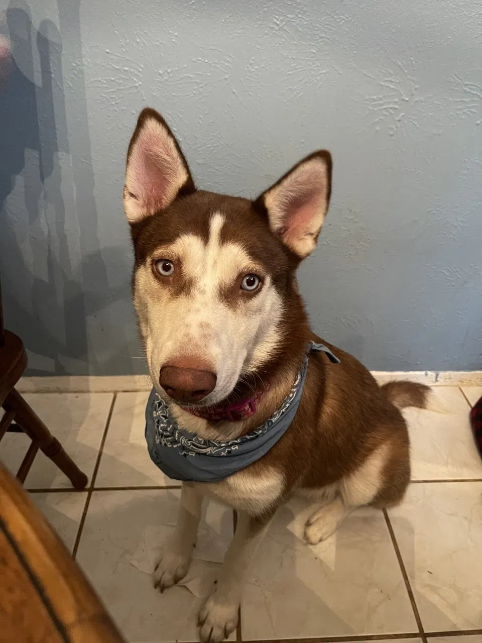Lost dog in Spring, TX, 77373