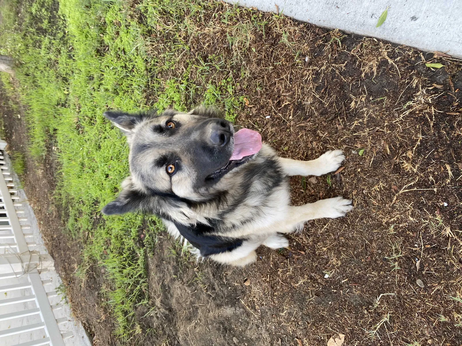 Lost dog in Colton, CA, 92324