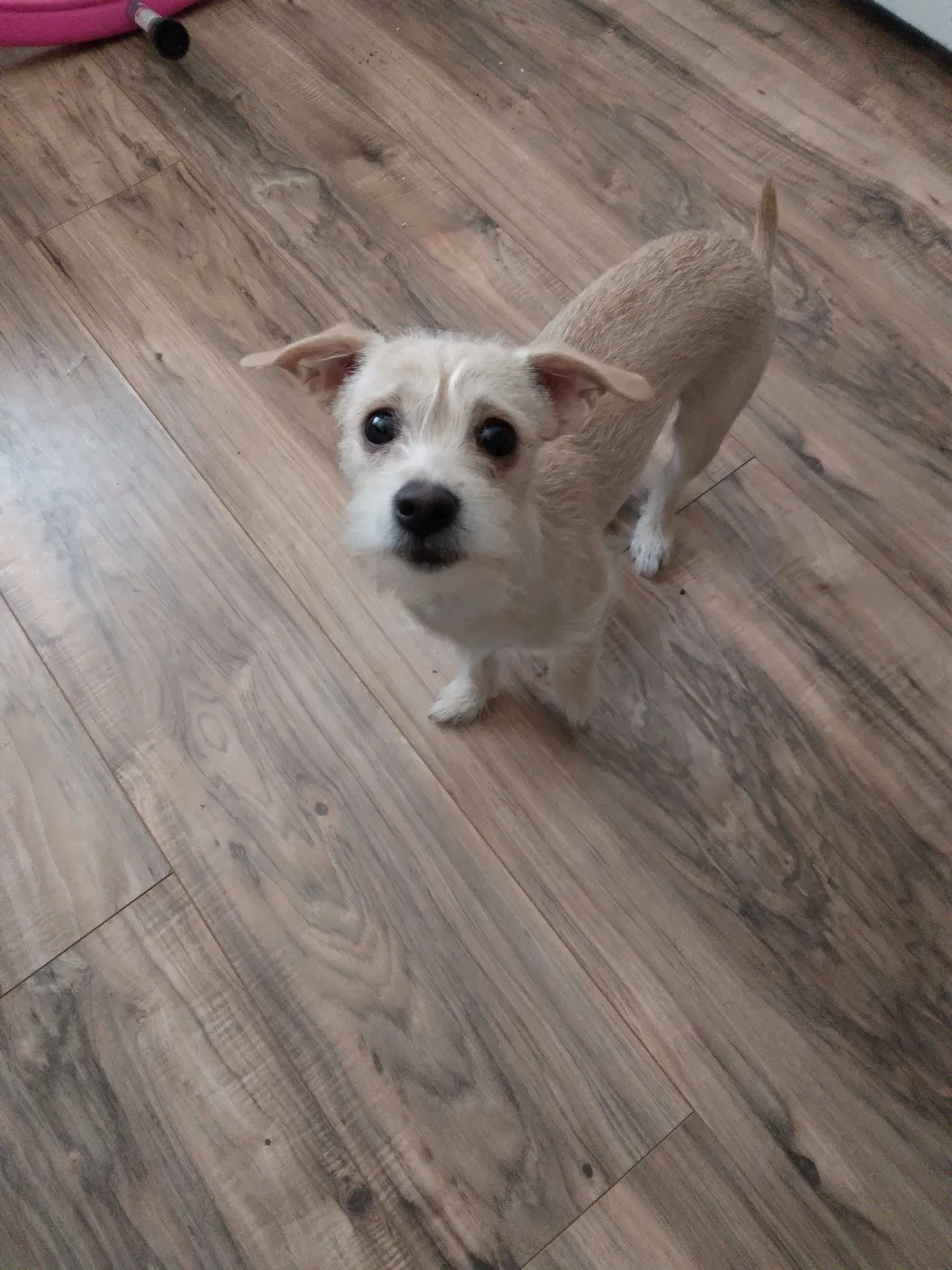 Lost dog in Dallas, TX, 75203