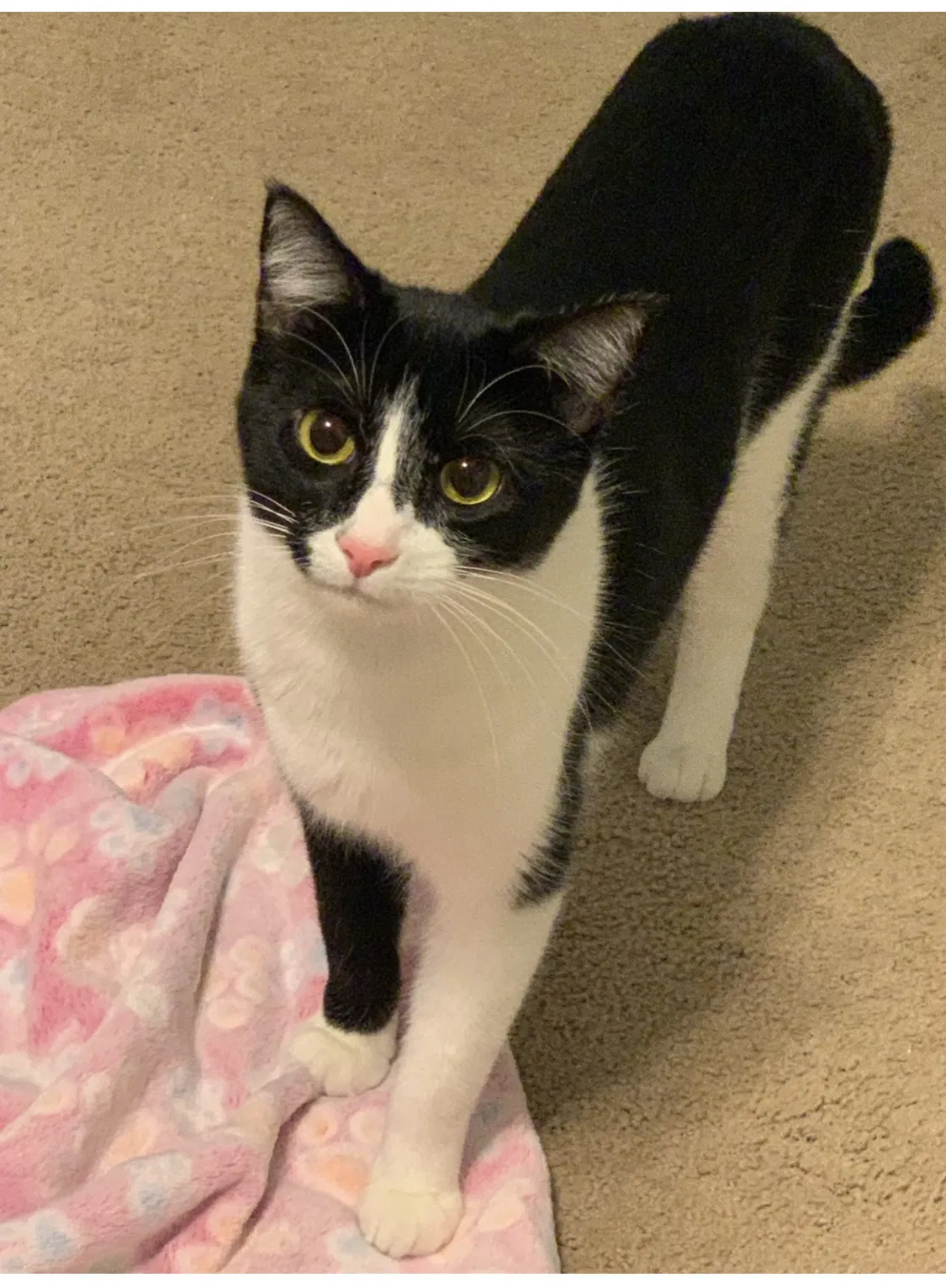 Lost cat in Port Charlotte, FL, 33952