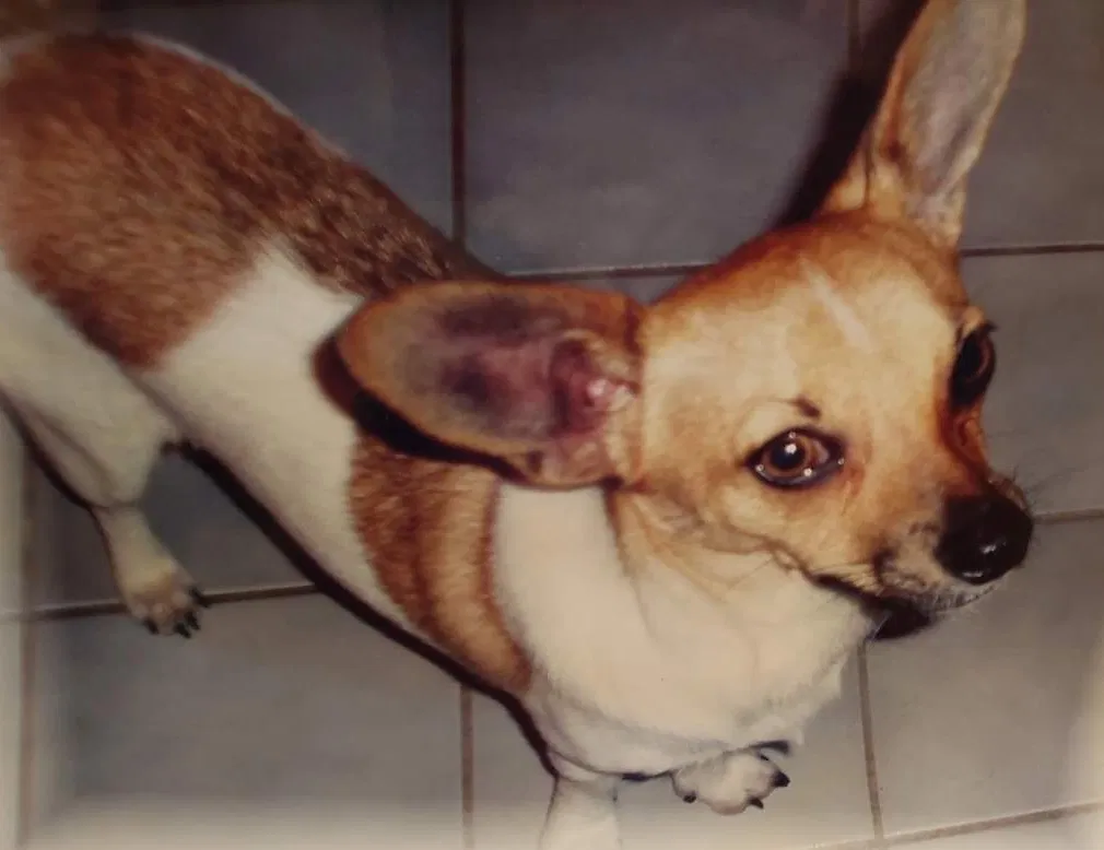 Lost dog in Rosedale, MD, 21237
