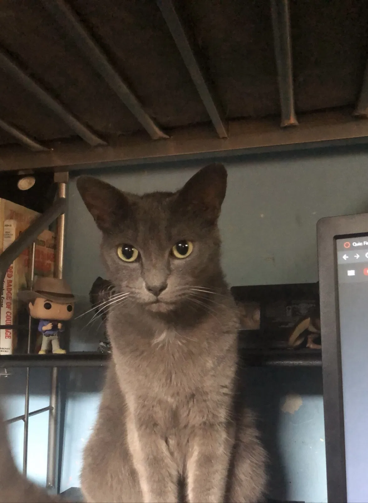 Lost cat in Hollywood, FL, 33023