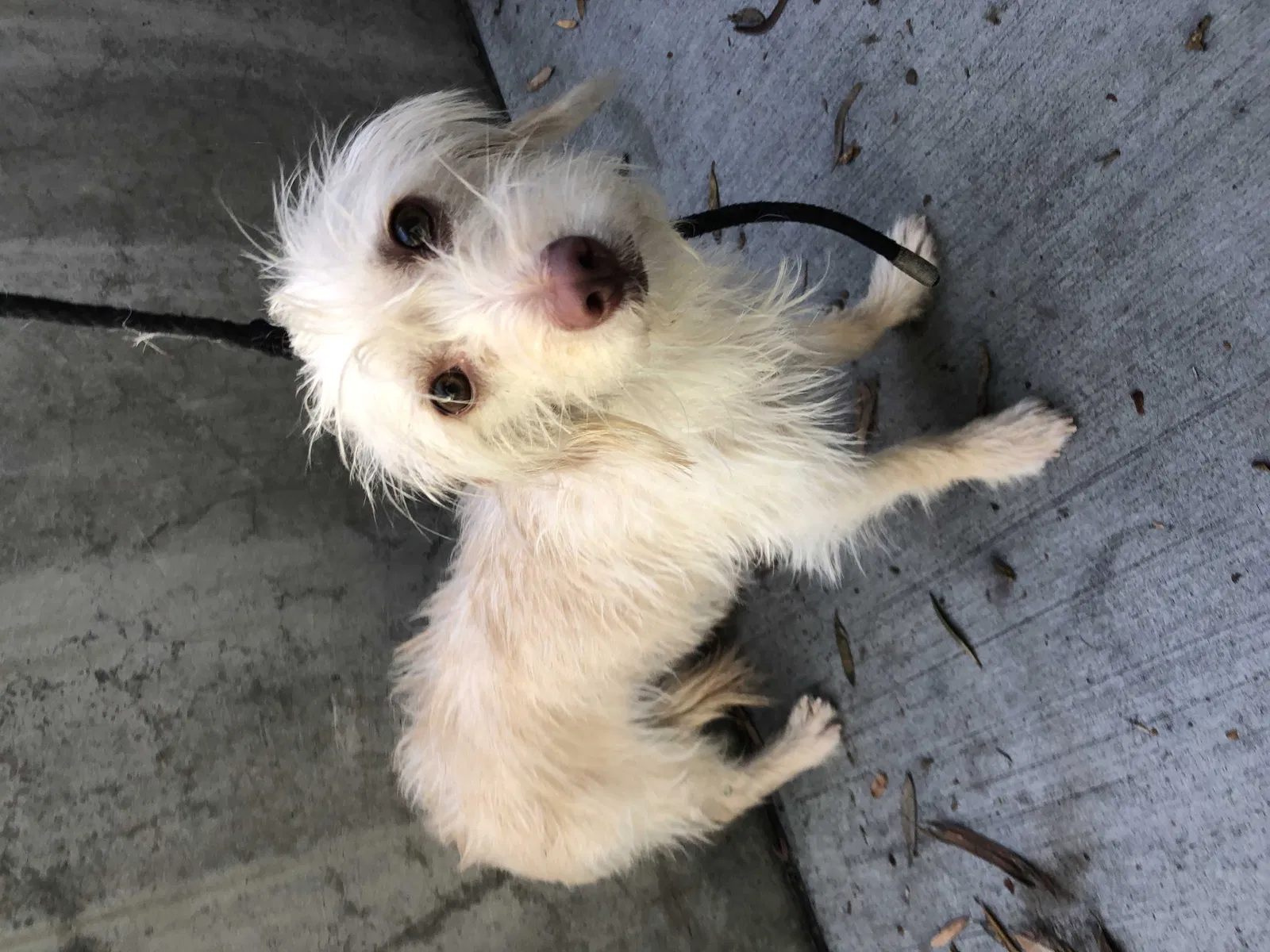 Lost dog in Los Angeles, CA, 90047