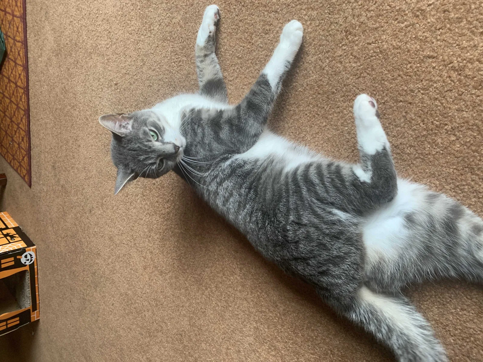 Lost cat in Hightstown, NJ, 8520