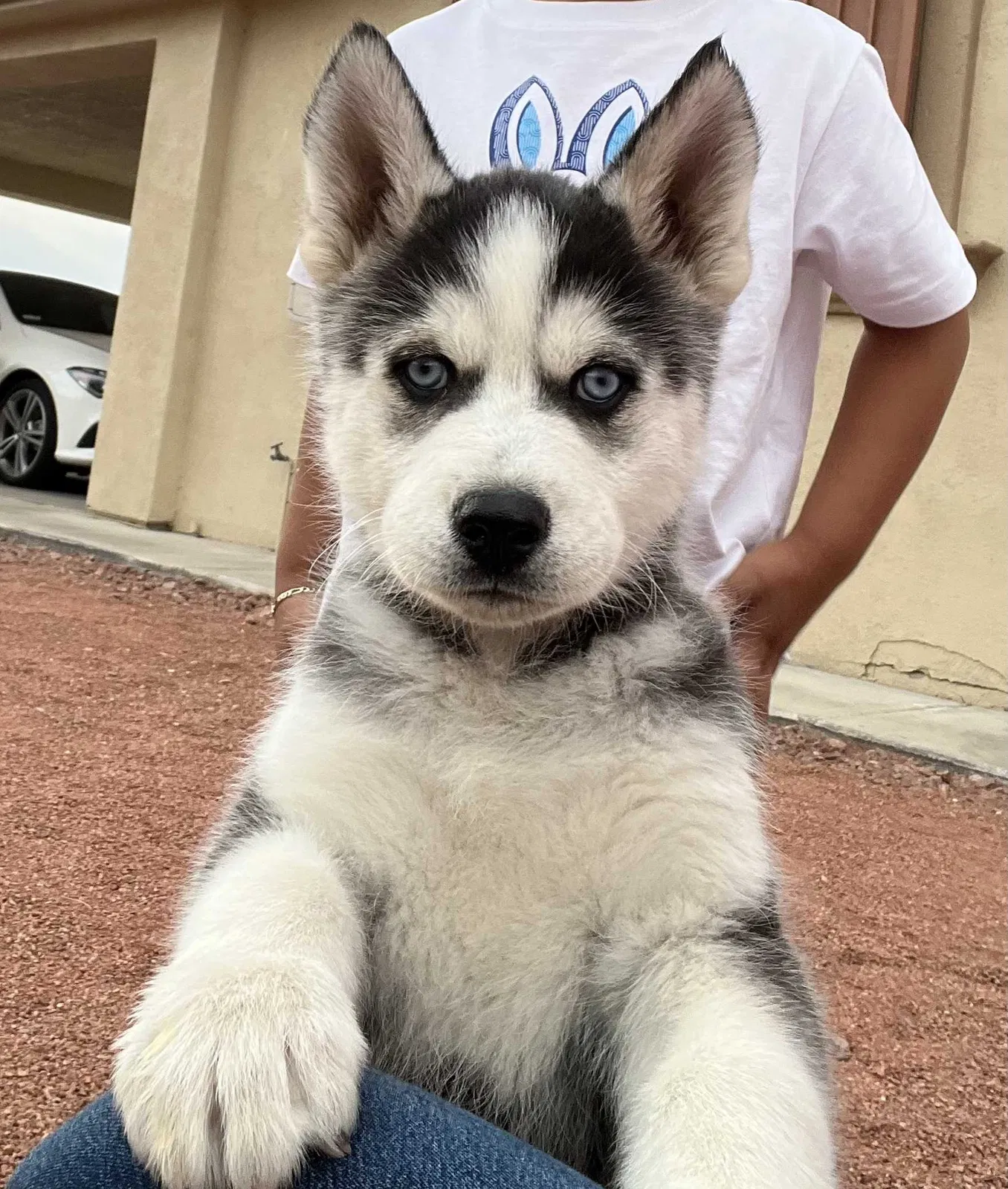 Lost dog in North Las Vegas, NV, 89030