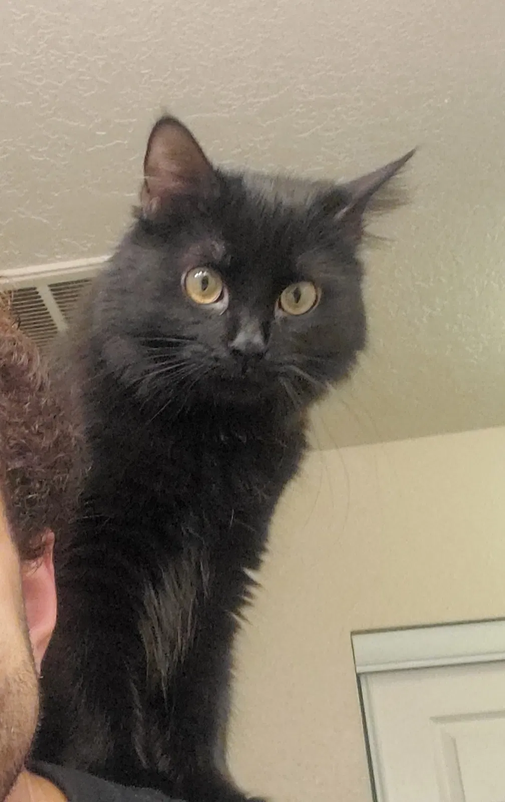 Lost cat in Albuquerque, NM, 87112