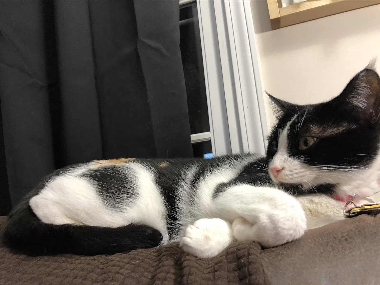 Lost cat in Clarksville, TN, 37042