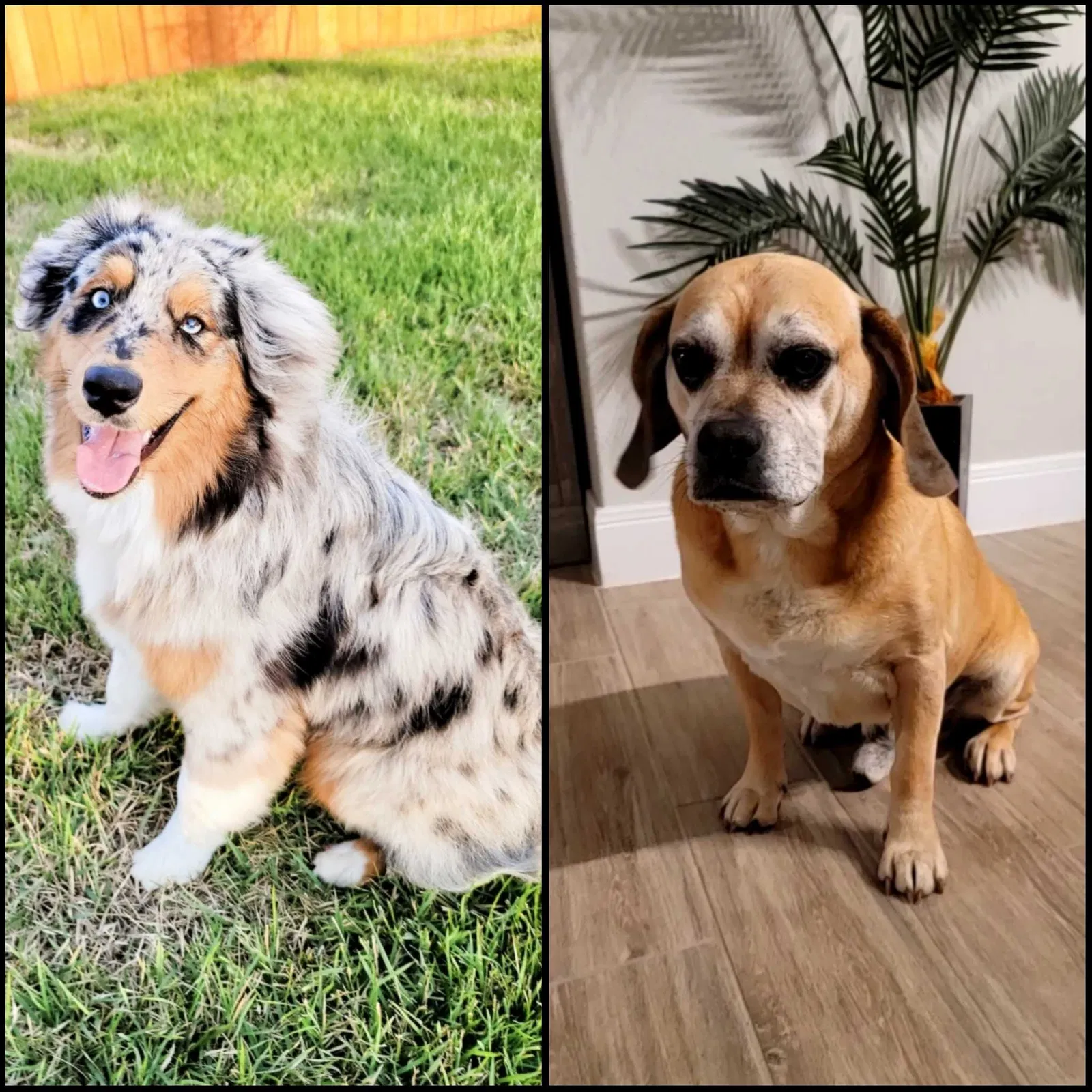 Lost dog in San Antonio, TX, 78263