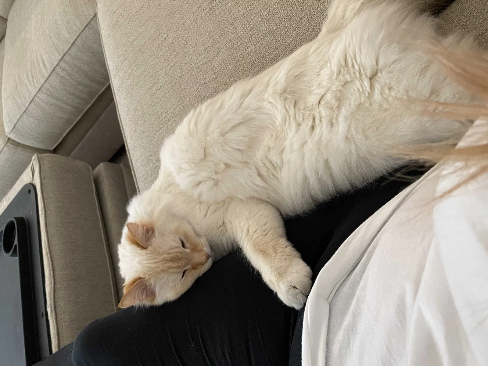Lost cat in Las Vegas, NV, 89118