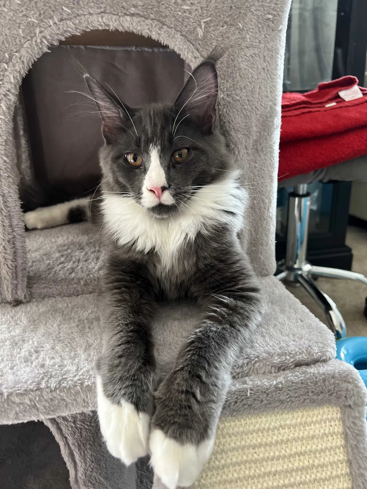 Lost cat in South Pasadena, CA, 91030