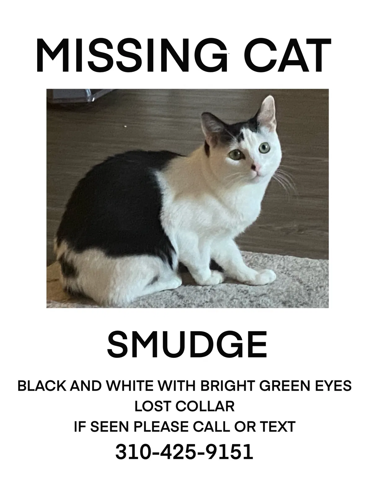 Lost cat in Los Angeles, CA, 90064