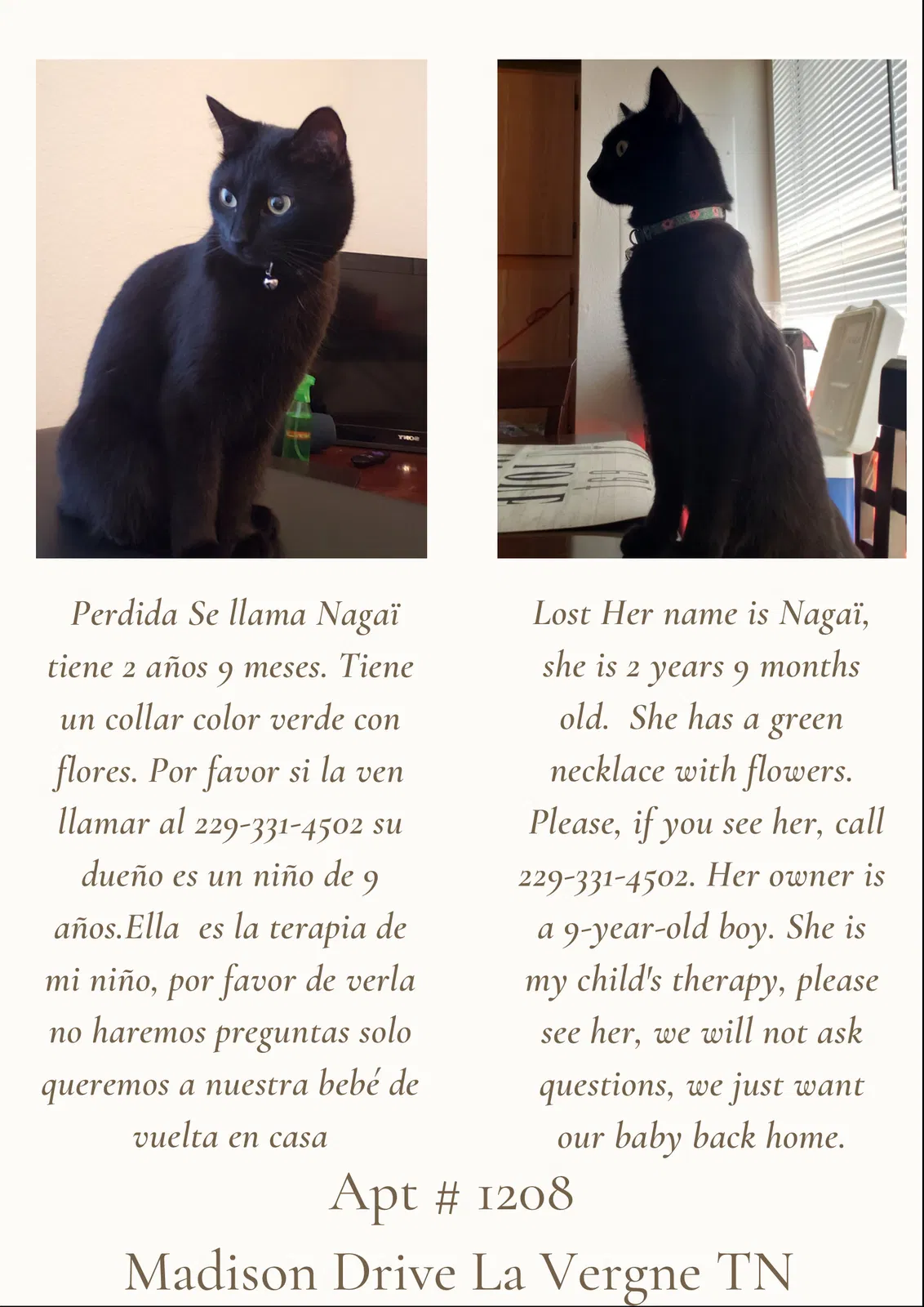 Lost cat in La Vergne, TN, 37086