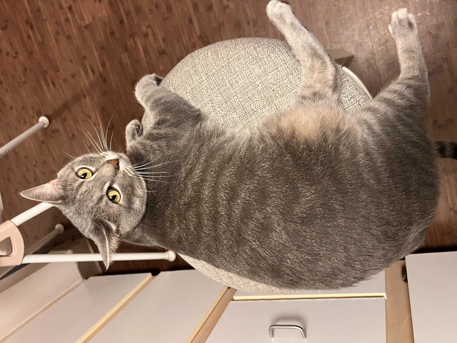Lost cat in Eugene, OR, 97401