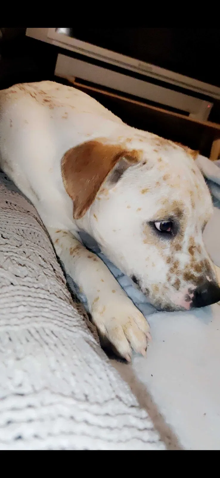 Lost dog in Judsonia, AR, 72081