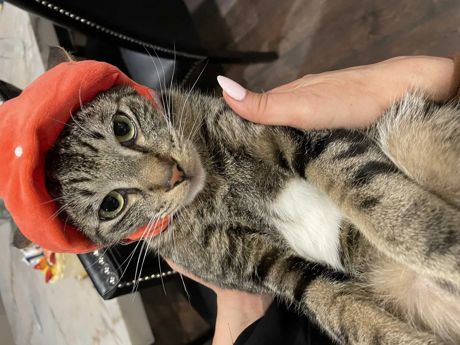 Lost cat in San Gabriel, CA, 91776