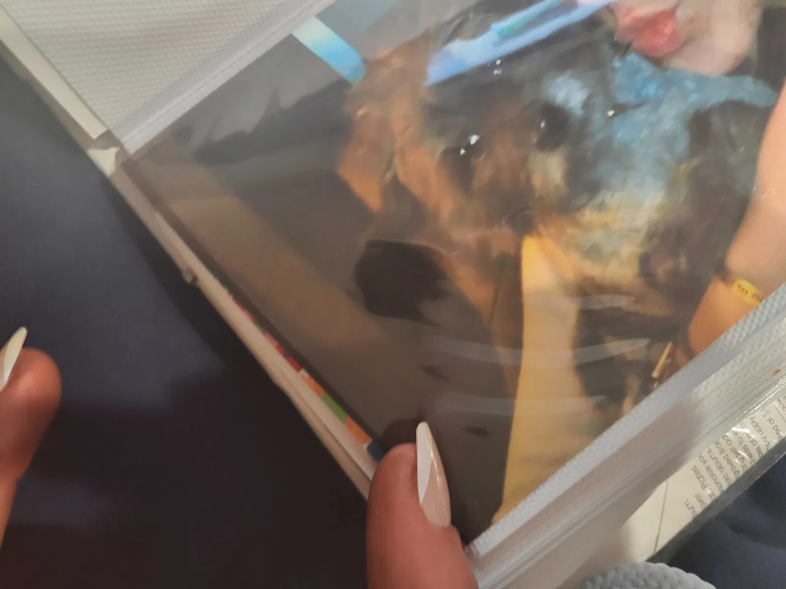 Lost dog in Unknown, OH, 0