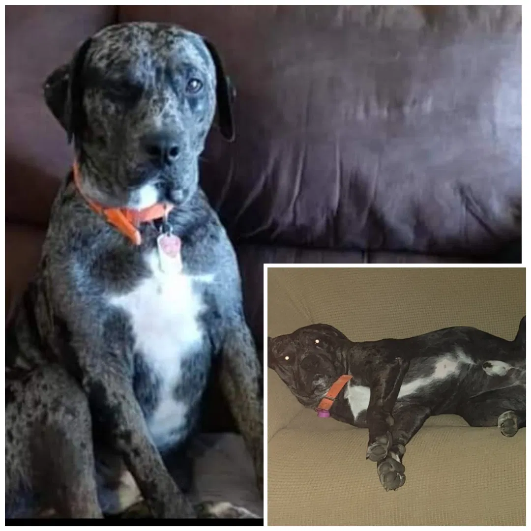 Lost dog in Scott, LA, 70583