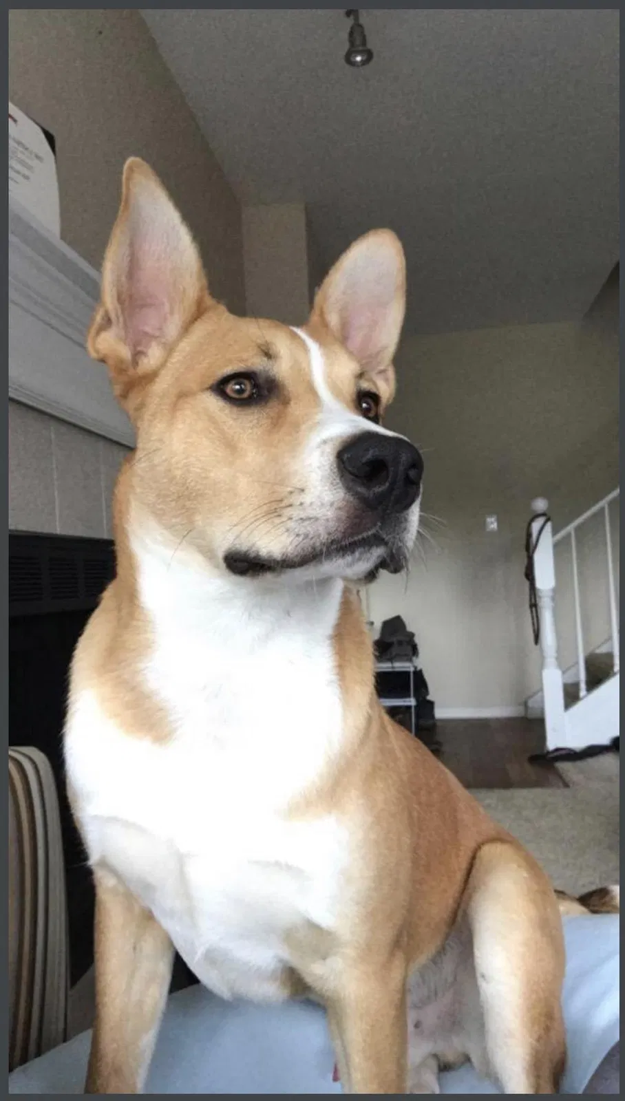 Lost dog in Denton, TX, 76208
