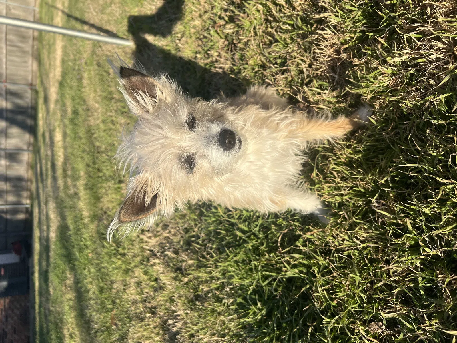 Lost dog in Mesquite, TX, 75149