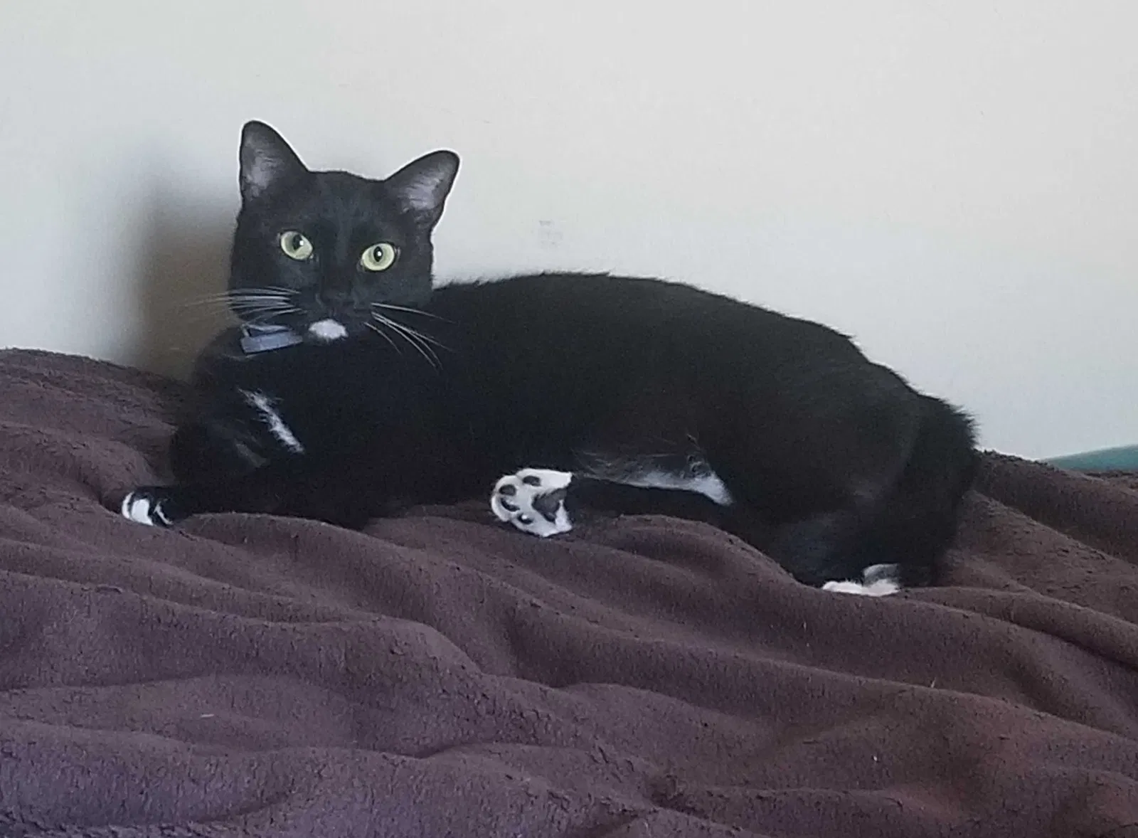 Lost cat in Hattiesburg, MS, 39402