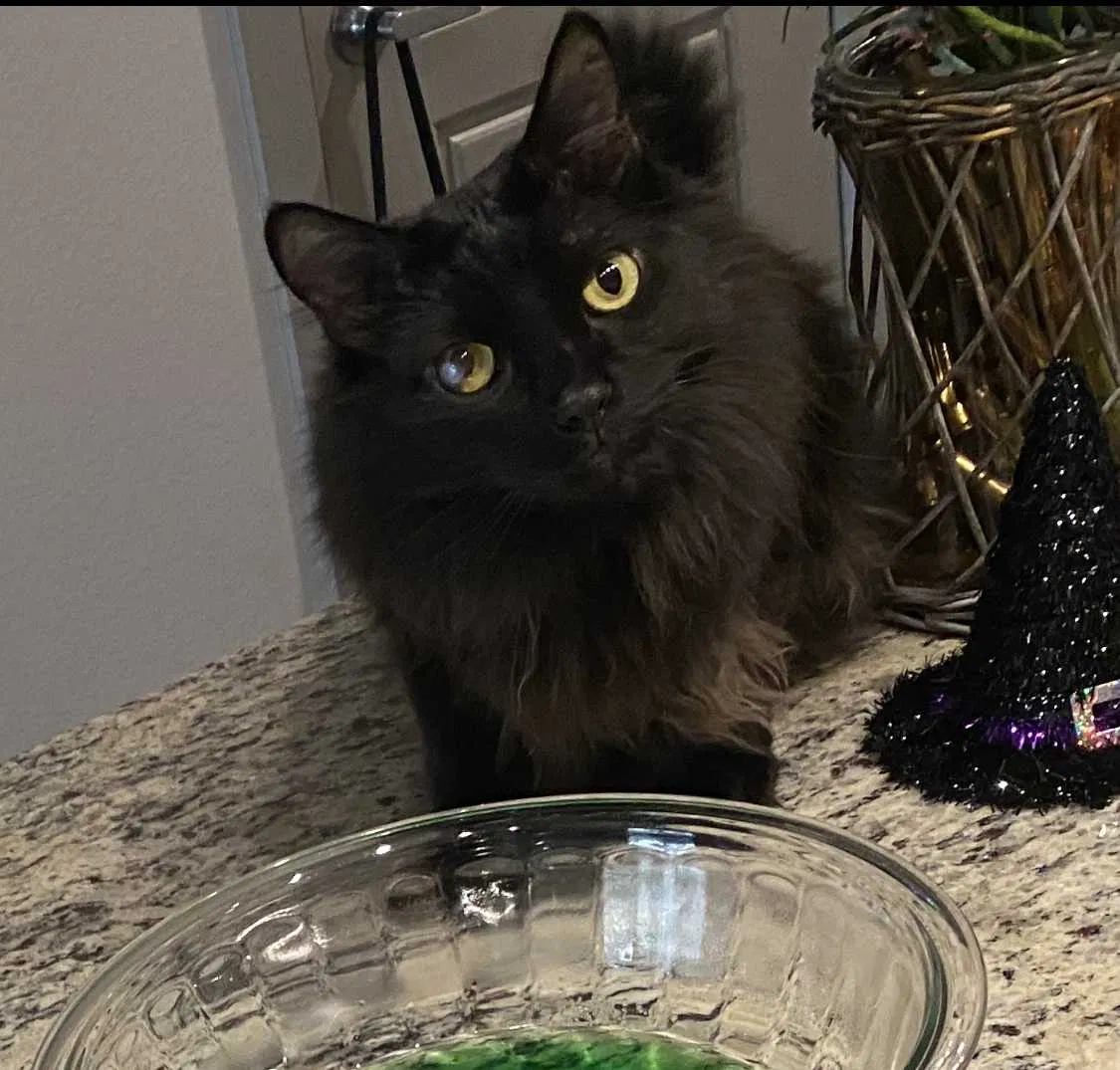 Lost cat in Monrovia, CA, 91016