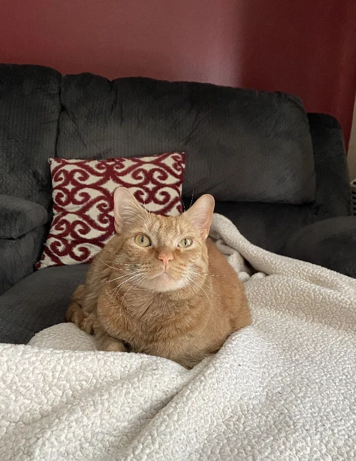 Lost cat in South Easton, MA, 2375