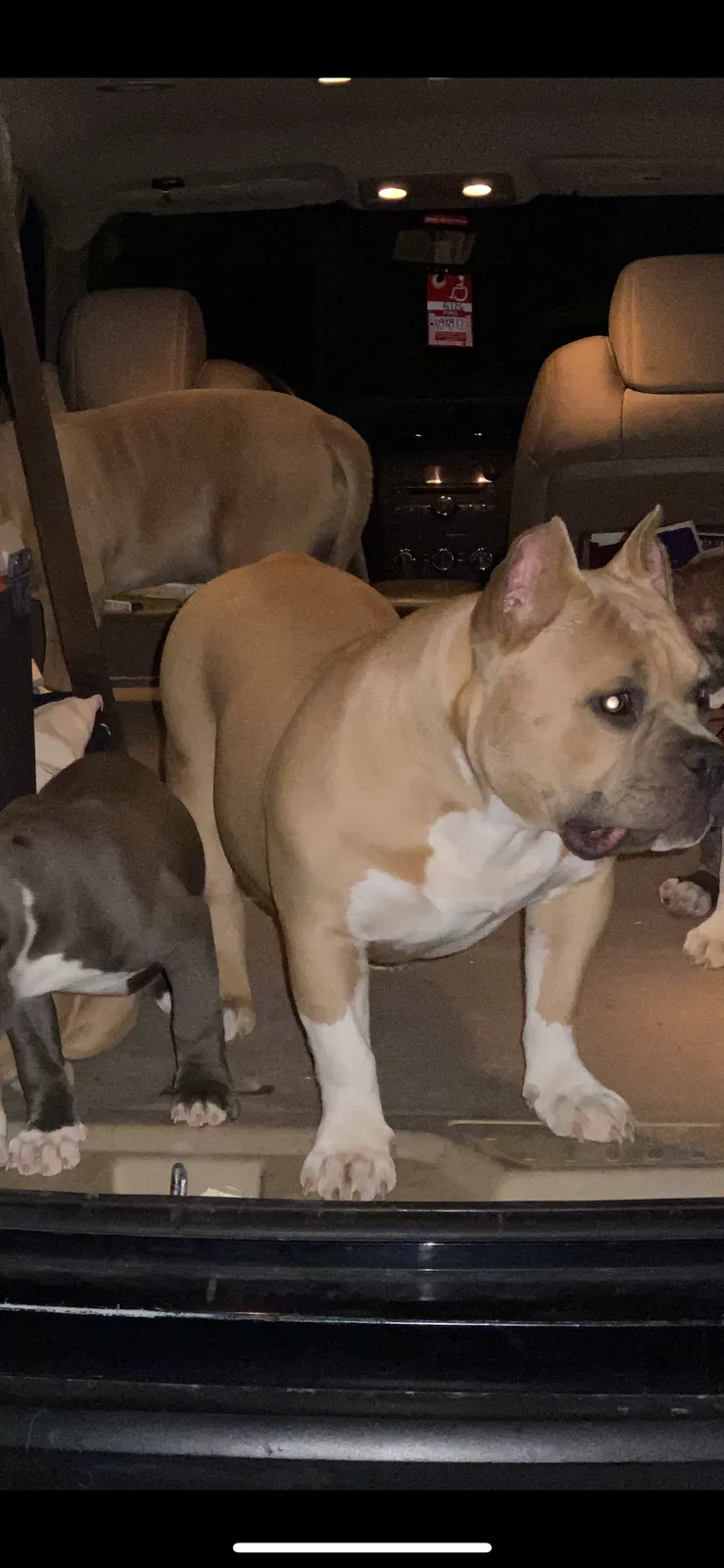 Lost dog in Eastpointe, MI, 48021