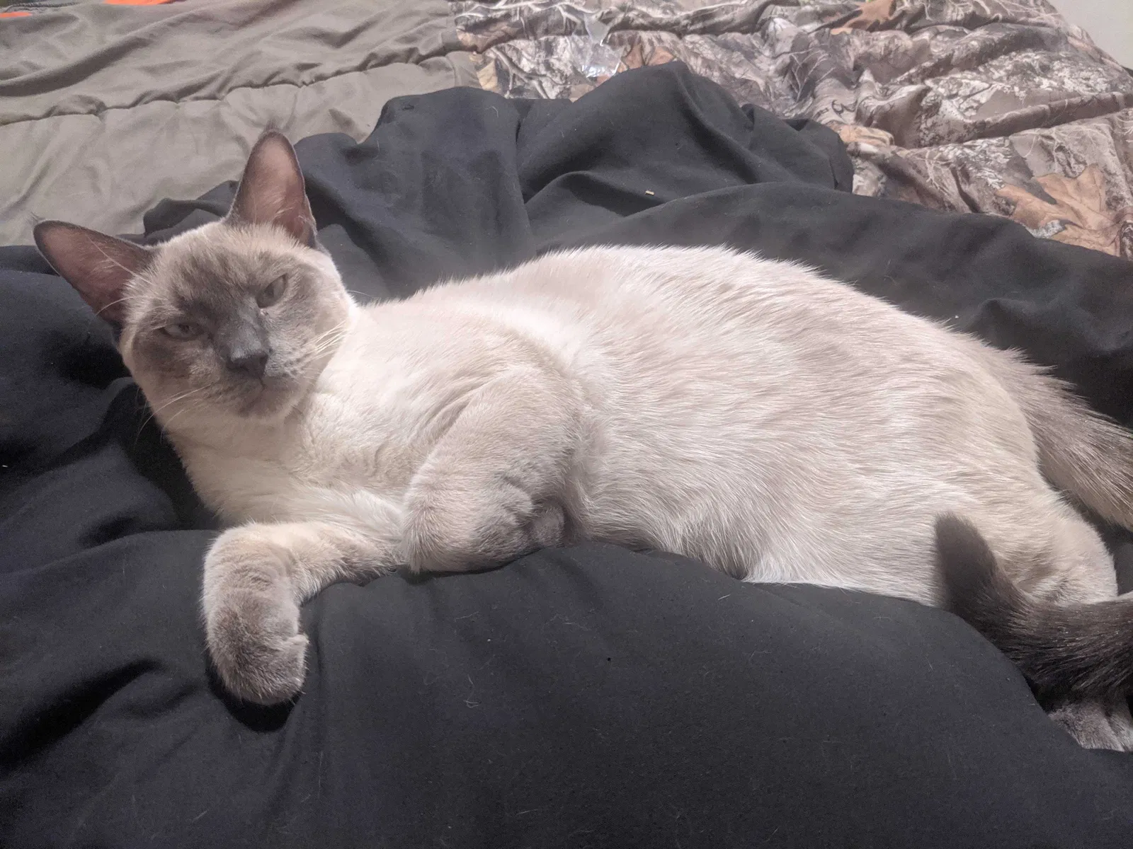 Lost cat in La Mesa, CA, 91941